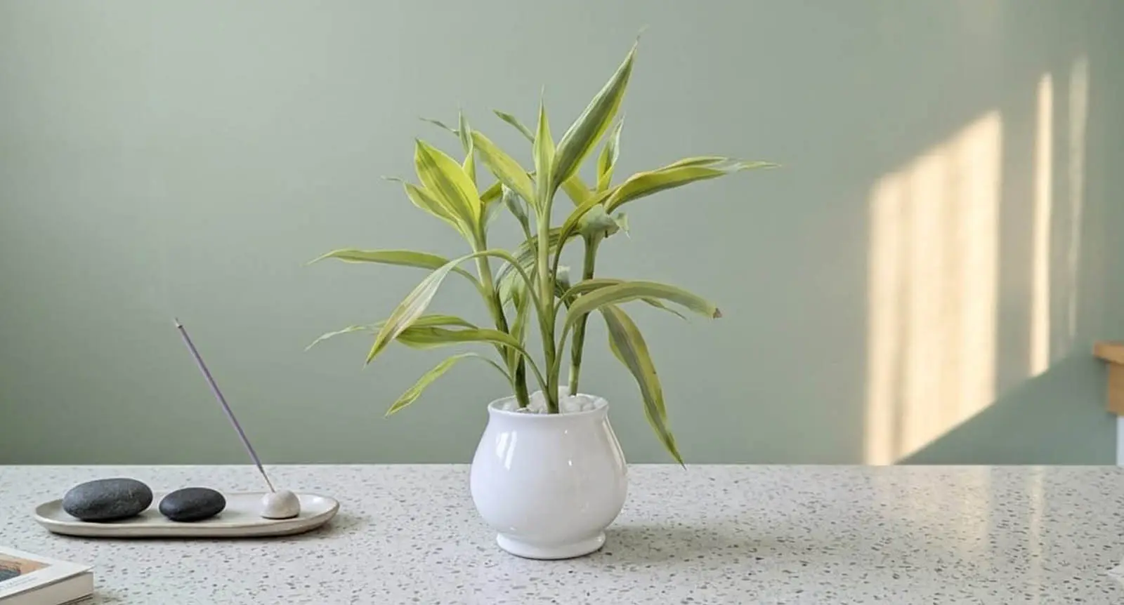 Ceramic Succulent Pot