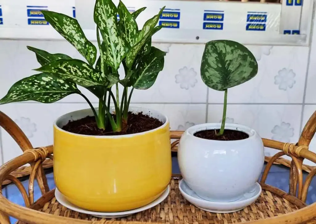Ceramic planter