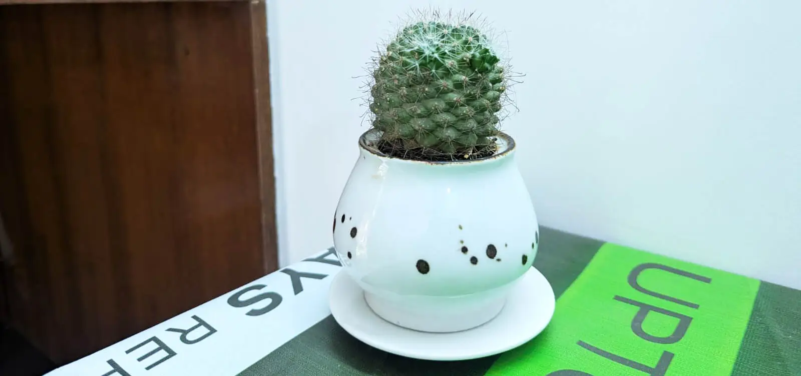 Ceramic Succulent Planter