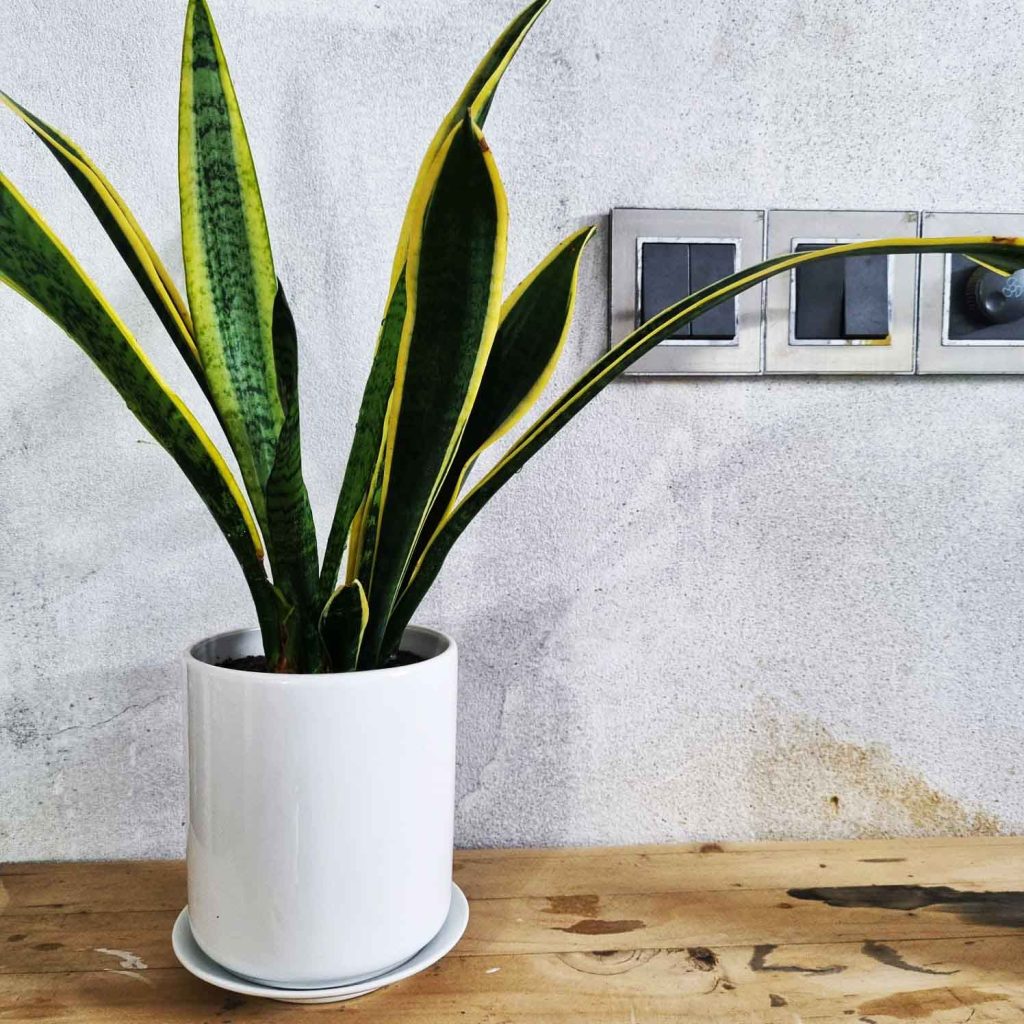 5 Inch Ceramic Planter