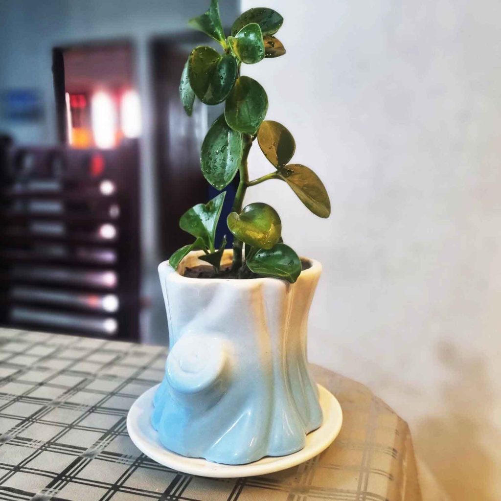 Gacher guri ceramic plant pot