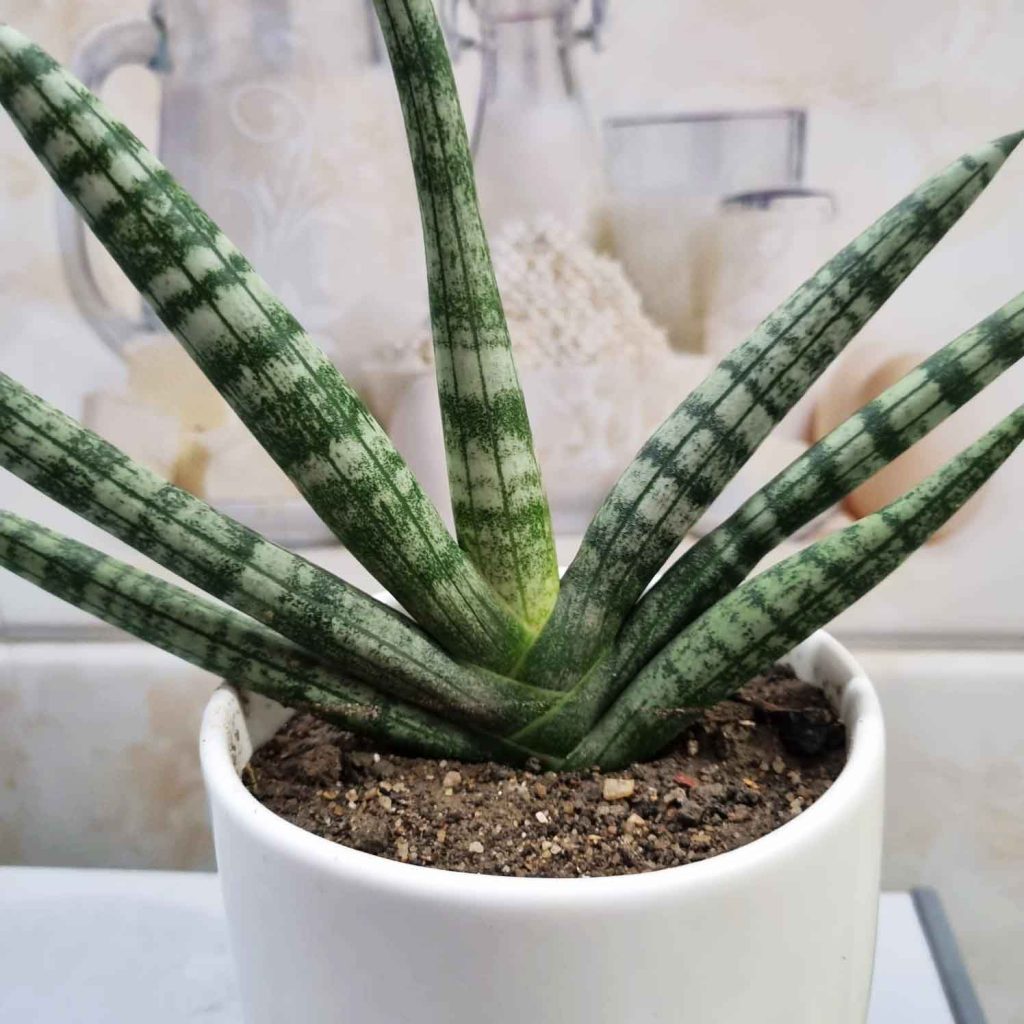 Boncel Snake Plant