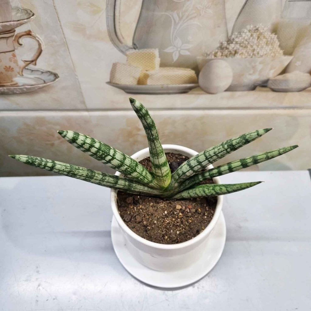 Boncel Snake Plant