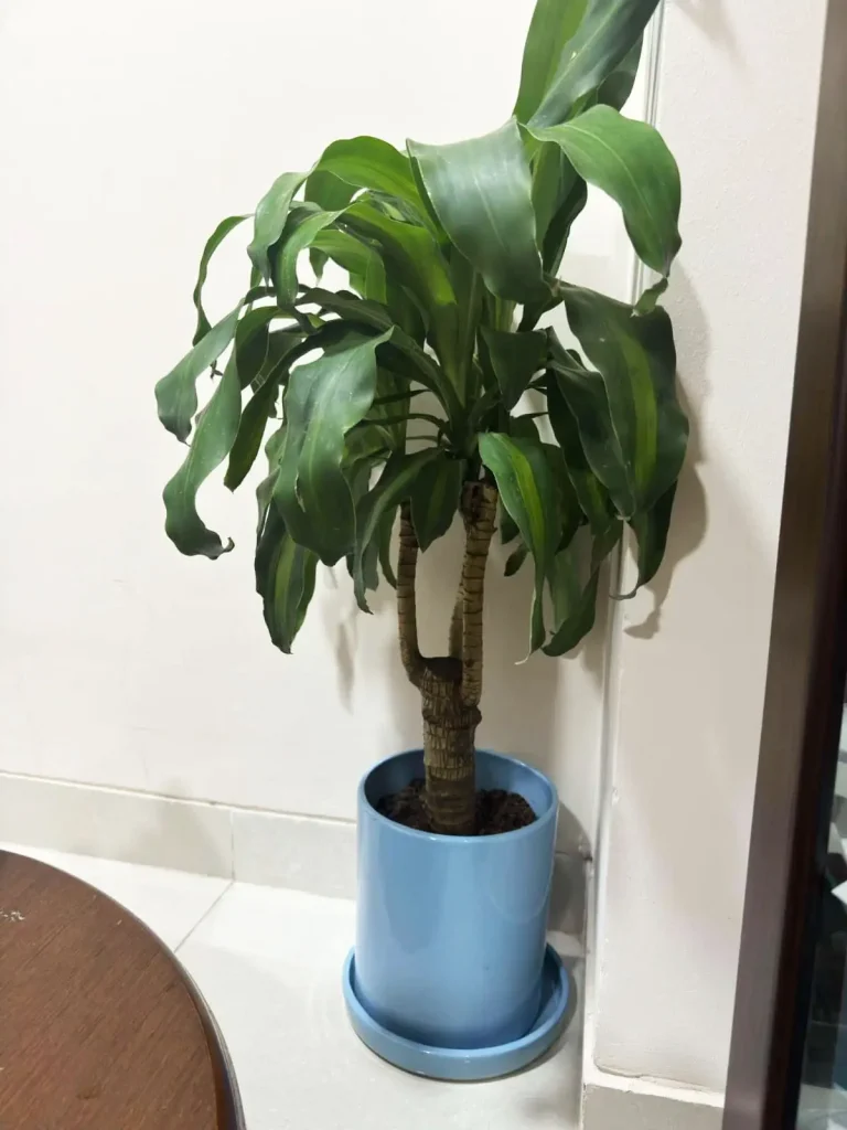 Indoor Plant