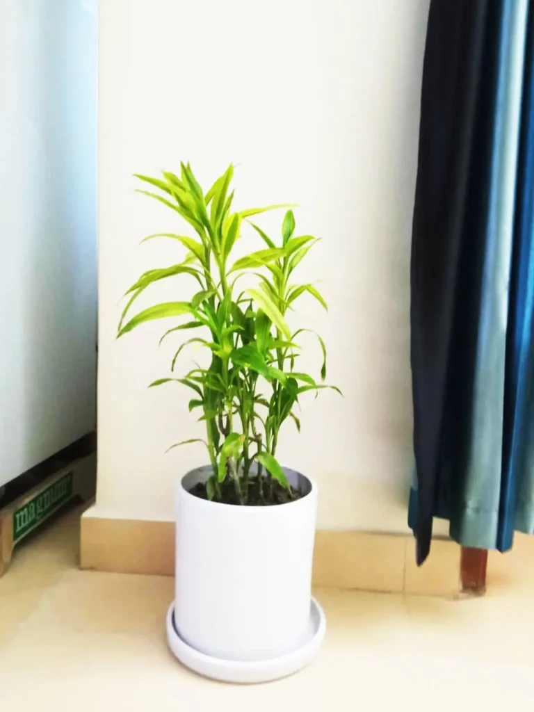 Large Ceramic Planter