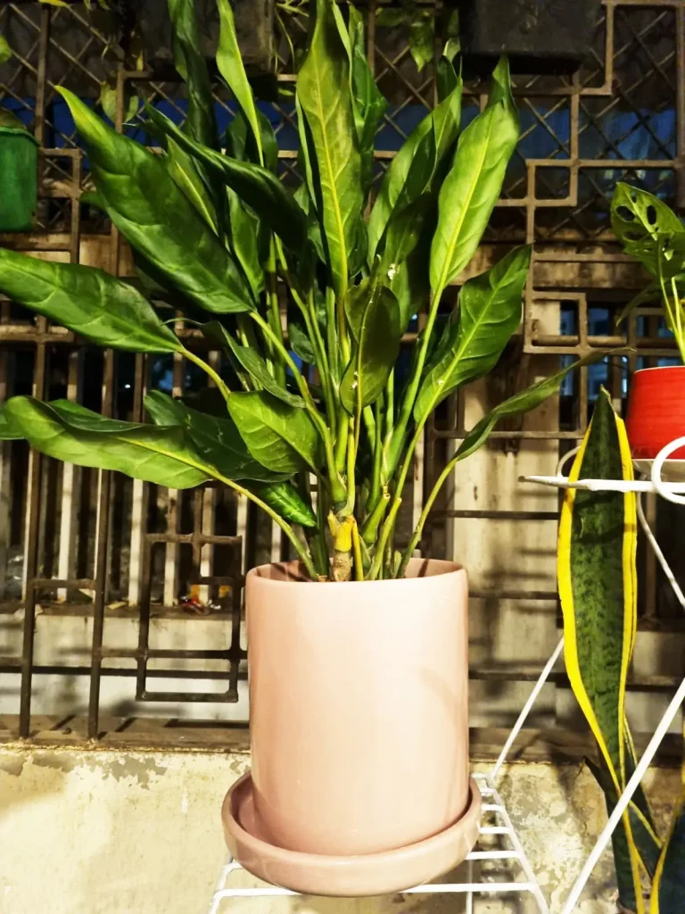 Large Ceramic Planter