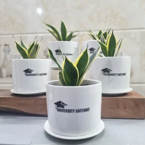 corporate gift Indoor plant
