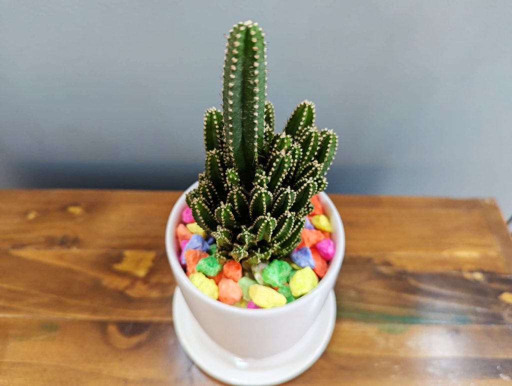 Fairy Cactus