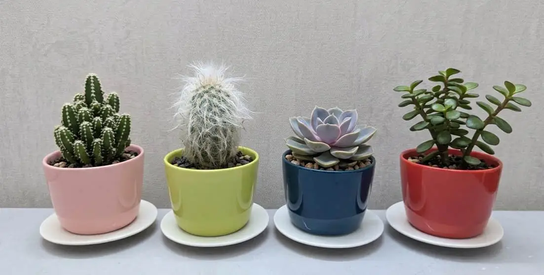 Ceramic Succulent Planter
